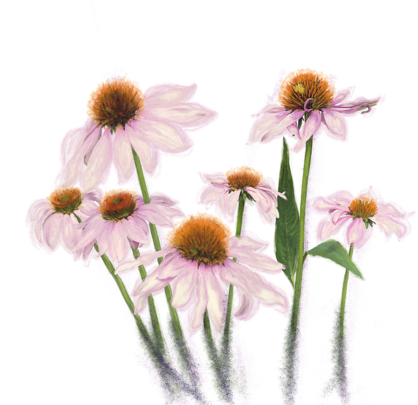 Digital Watercolor of Pink Daisy Flowers